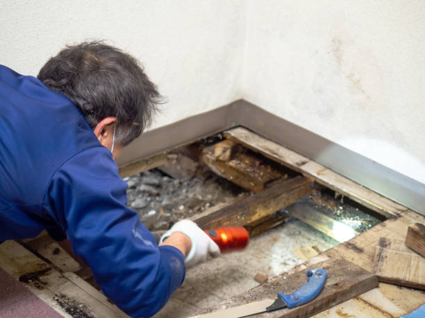 Best Health and Safety Mold Remediation in Sumner, IL