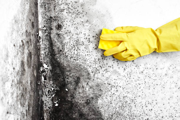 Best Emergency Mold Remediation in Sumner, IL