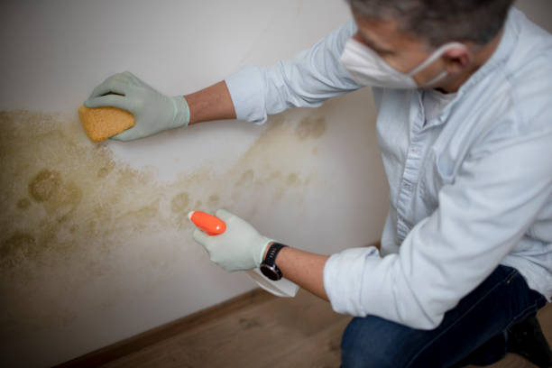 Best Industrial Mold Remediation in Sumner, IL