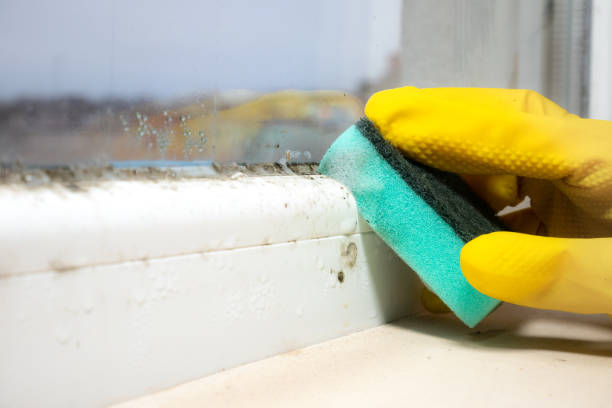 Best Basement Mold Remediation in Sumner, IL