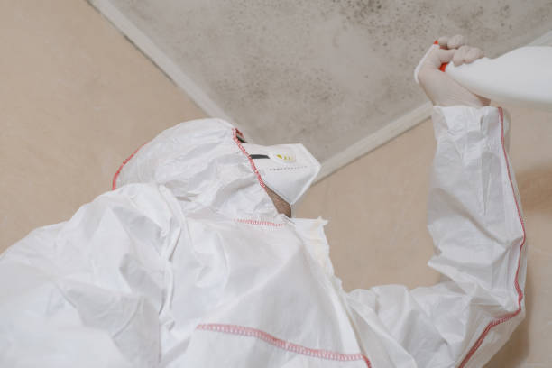 Best Bathroom Mold Remediation in Sumner, IL