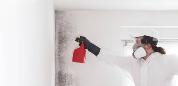 Best Kitchen Mold Remediation in Sumner, IL