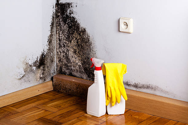 Best DIY Mold Remediation Support Services in Sumner, IL