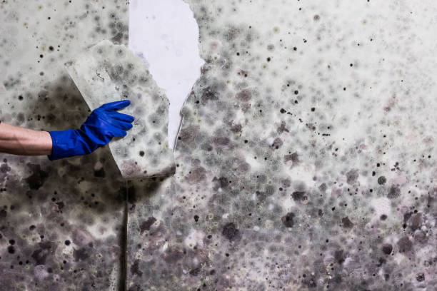 Best Health and Safety Mold Remediation in Sumner, IL